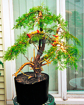 Juniper front